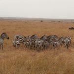 2013-07_Masai-Mara-17.jpg