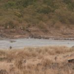 2013-07_Masai-Mara-26.jpg
