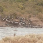 2013-07_Masai-Mara-28.jpg