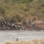 2013-07_Masai-Mara-37.jpg