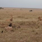 2013-07_Masai-Mara-38.jpg