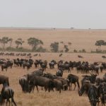 2013-07_Masai-Mara-40.jpg