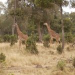 2013-07_Masai-Mara-41.jpg