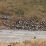 2013-07_Masai-Mara-42.jpg
