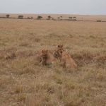 2013-07_Masai-Mara-43.jpg