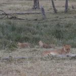 2013-07_Masai-Mara-6.jpg