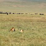 2018-07_Ngorongoro (18)